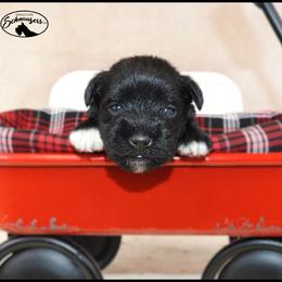 AKC 25043 - Black male Miniature Schnauzer puppy in Mount Airy, Georgia from Miniature Schnauzers GA, LLC