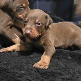 Red boy - Red and rust male Doberman Pinscher puppy in Houston, Texas from Draggin Dobermans & Great Danes