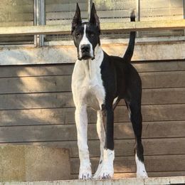 Freya - Great Dane