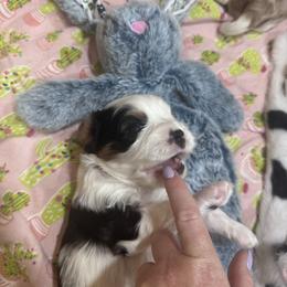 Gray Boy - Tri-color male Cavalier King Charles Spaniel puppy in Smiths, Alabama from K&K Kennels