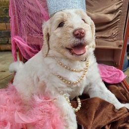 Goldendoodles from Mae Z Grace Doodles