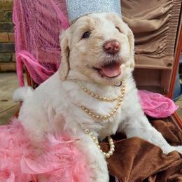 Goldendoodles from Mae Z Grace Doodles