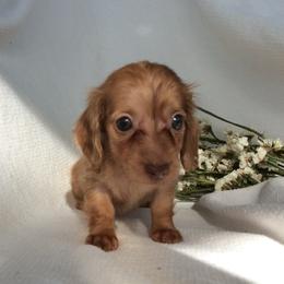 Simone (red shaded brindle) - Dapple female Dachshund puppy in Sebring, Florida from Mini Weenies