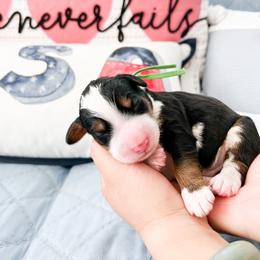 Bernedoodle, Goldendoodle, and Poodle Puppies from Teddy Doodles & Standard Poodles