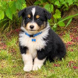 Scotch - Black tri-color male Australian Shepherd puppy in Howardsville, Virginia from Spectacular Aussies and Cavaliers