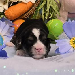 Black tan point girl - Black and tan female Havanese puppy in Vinita, Oklahoma from Locust Creek Shih Tzu & Havanese