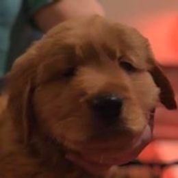  Puppies from Artondale Golden Retrievers
