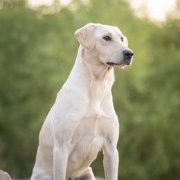 Bumble - Labrador Retriever
