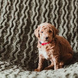 Poodle Puppies from Peterson Poodles