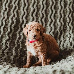 Poodle Puppies from Peterson Poodles