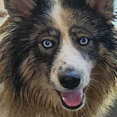 Sike - Native American Indian Dog