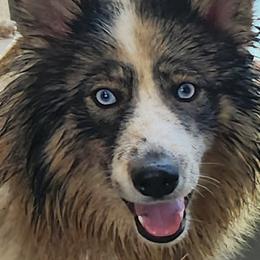Sike - Native American Indian Dog