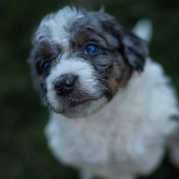 Bernedoodle Puppies from Autumn Vanskiver
