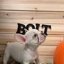 Bolt - French Bulldog puppy from Frenchie Select