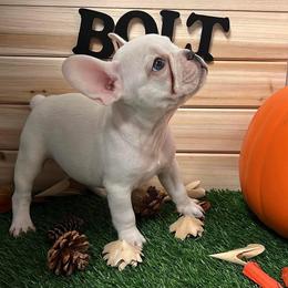 Bolt - French Bulldog puppy from Frenchie Select