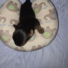 Boy 4 - Black and tan male Yorkshire Terrier puppy in Cottageville, South Carolina from Mandy's Yorkie's , Yorkiepoo's & Maltipoo's