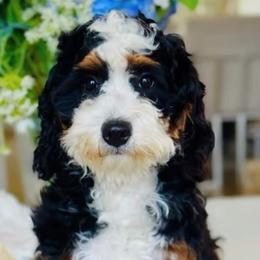 Nova - Bernedoodle