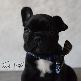 French Bulldog Puppies from Top Hat Ranch