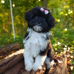 Korean Elio - Black & tan tri-color male Maltipoo puppy in Barren Springs, Virginia from Seeking Shalom Acres Maltese, Maltipoos & Havamalts