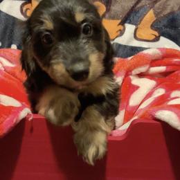 Ghirardelli - Black and tan female Dachshund puppy in Tacoma, Washington from Thedachhouse