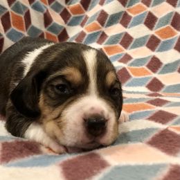 Beagle Puppies from Beech Grove Beagles