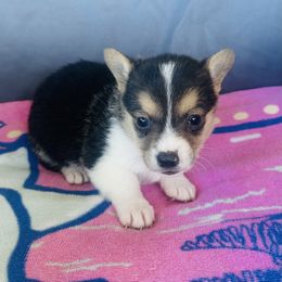 Girl 2 - Black and tan female Pembroke Welsh Corgi puppy in Oklahoma from DRB Australian Shepherds