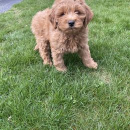 Goldendoodle Puppies from Mini Goldendoodles of New England