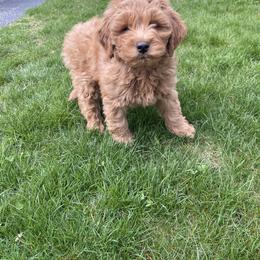 Goldendoodle Puppies from Mini Goldendoodles of New England