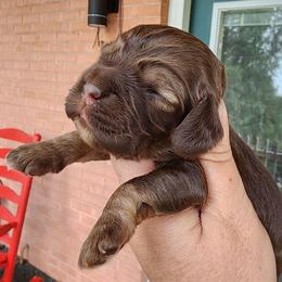 AKC Schroeder - Sable male Cocker Spaniel puppy in New Market, Tennessee from Down in the Holler