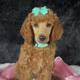 Mint girl - Red  female Poodle puppy in Bowling Green, Kentucky from Ritzy Red Poodles
