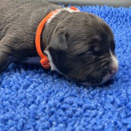 Orange - Black female American Bully puppy in Union County, North Carolina from XLRG BULLIES