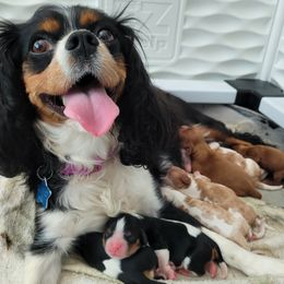 Hopie - Cavalier King Charles Spaniel