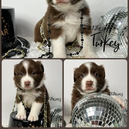 (6) Turkey - Red tri female Miniature Australian Shepherd puppy in Huntington, Texas from JKKJ Farms