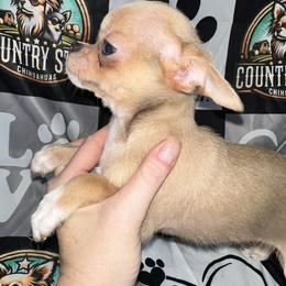 Brisket - Chocolate blue male Chihuahua puppy in Palmyra, Indiana from Country Star Chihuahuas