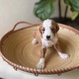 Amore - Red  male Goldendoodle puppy in San Jose, California from Doodle Amore