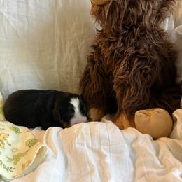 Boy 2 Noah - Black tan and white male Bernese Mountain Dog puppy in Thomasville, North Carolina from Beitzel Babies