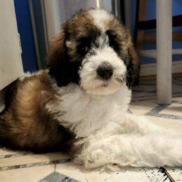 Australian Labradoodle and Poodle Puppies from Oodles of Doodles and some Poodles