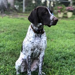 American Bullies, German Shorthaired Pointers, and German Wirehaired Pointers from Shoreline Pointers & Salty bullyz