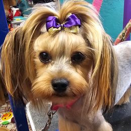 Rosie - Yorkshire Terrier