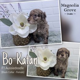 Aussiedoodle, Australian Mountain Doodle, Bernedoodle, and Poodle Puppies from Magnolia Grove Doodles