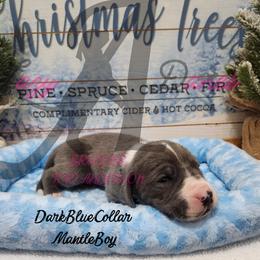 Navy Collar Boy - Blue and white male Great Dane puppy in Longview, Texas from Lazy A Danes