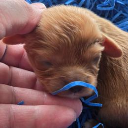 Max - Ruby male Cavalier King Charles Spaniel puppy in Waterloo, Iowa from Muddy Paws Cavaliers