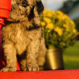 Aussiedoodle, Goldendoodle, and Sheepadoodle Puppies from The Yuppy Puppy Doodle Company