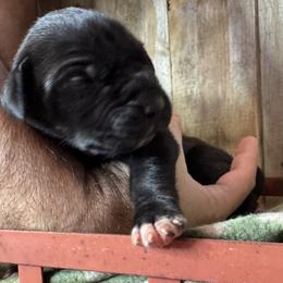 Black Male - Black and white male Great Dane puppy in Wimberley, Texas from Heart of Texas Great Danes