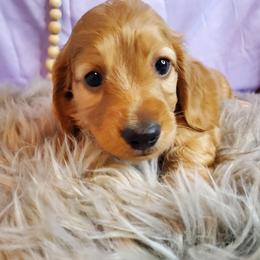 Cinder - Red male Dachshund puppy in Aiken, South Carolina from Ming's Mongols