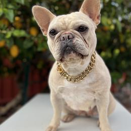Nova - French Bulldog