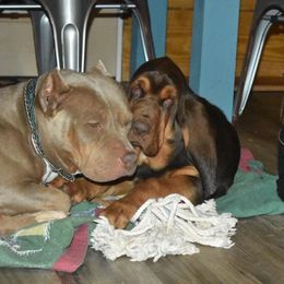 Bloodhound Puppies from Blue Collar Kennelz Bloodhounds and American Bullies