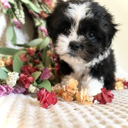 Girl 1 - Black and white female Shihpoo puppy in Seymour, Tennessee from Mel’s Teddy Bear Puppies