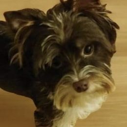 Rue - Yorkshire Terrier