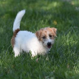 Tay Tay - White and tan female Russell Terrier puppy in Middletown, Virginia from DBF Russell Terriers